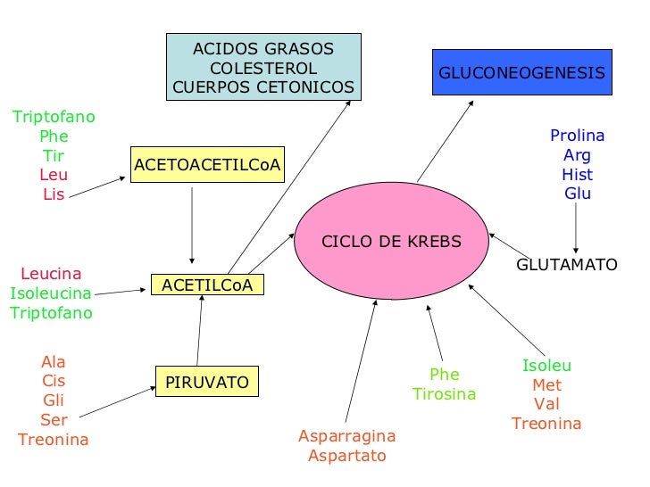 aminoacidos glucogenicos